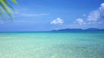 鳥のペンダント