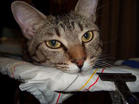 津村喬_imagetext_%