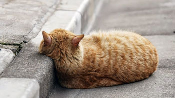 フィンランドに行った