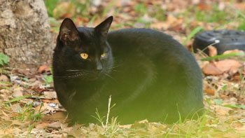 フィンランドに行った