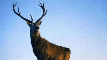 フィンランドに行った