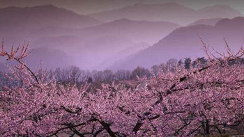 ブルーベリーケーキ