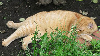 フィンランドに行った