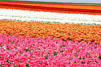 チューリップ畑