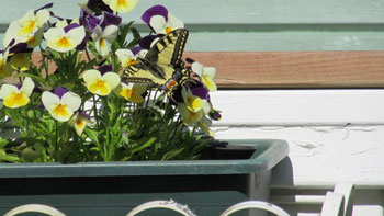 フィンランドに行った