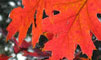 赤い葉